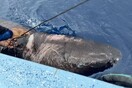 Καρχαρίας της Γροιλανδίας εμφανίστηκε στο Μπελίζ, πολύ μακριά από το αρκτικό του σπίτι