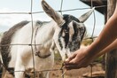 Η Βαρκελώνη «προσέλαβε» πρόβατα και κατσίκες για να προστατευτεί από τις φωτιές - Μια παμπάλαιη τεχνική