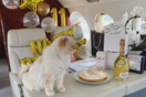 Η γάτα του Καρλ Λάγκερφελντ έγινε 11 ετών- «Πάρτι» σε ιδιωτικό τζετ