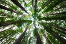Ένα στα έξι είδη δέντρων στις ΗΠΑ απειλείται με εξαφάνιση
