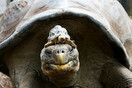Εκουαδόρ: Έρευνα για 4 γιγάντιες χελώνες Γκαλαπάγκος- Φόβοι ότι τις έφαγαν άγνωστοι