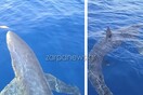 Κύθηρα: Γαλάζιος καρχαρίας 3 μέτρων έκανε βόλτες γύρω από αλιευτικό