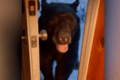 Αρκούδα στην πόρτα
