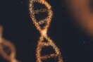 Nέος δρόμος για την εξέλιξη: Πώς το DNA περνάει από τα μιτοχόνδρια στο γονιδίωμα- και το αλλάζει