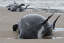 Πάνω από 200 εγκλωβισμένες φάλαινες-πιλότοι πέθαναν σε απομακρυσμένο νησί του Ειρηνικού