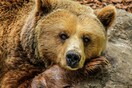 Από τις καφέ αρκούδες έως τους γκρίζους λύκους: Τα «κυνηγημένα» σαρκοφάγα της Ευρώπης πληθαίνουν