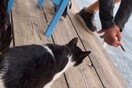 Παρέμβαση Ντογιάκου για την αθώωση του 30χρονου που κακοποίησε γάτα στην Αιδηψό