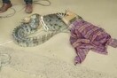 Ινδία: Πεινασμένος κροκόδειλος εισέβαλε σε σπίτι μέσα στη νύχτα ψάχνοντας για φαγητό