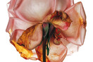 Σώζοντας σπάνια τριαντάφυλλα: Συλλέκτες προστατεύουν ρόδα από την εξαφάνιση