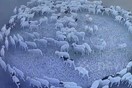 Κίνα: (Πιθανή) εξήγηση στο μυστήριο με τα πρόβατα που περπατούσαν κυκλικά