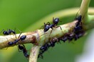 Παράγουν τα μυρμήγκια «γάλα»;- Η νέα ανακάλυψη εντυπωσίασε τους επιστήμονες