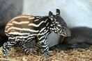 Γεννήθηκε σπάνιος τάπιρος της Μαλαισίας- Σε ζωολογικό πάρκο στην Βρετανία