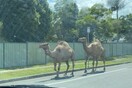 Αυστραλία: Καμήλες το έσκασαν από φάτνη για τα Χριστούγεννα και έκαναν βόλτες στους δρόμους