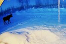 Σπάνιο βίντεο με άλκη που ρίχνει τα κέρατά της στην Αλάσκα γίνεται viral