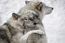 Δεκάδες λύκοι θα εκτελεστούν στη Σουηδία για «να ελεγχθεί ο πληθυσμός τους»
