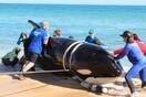 Όρκα 2,700 κιλών ξεβράστηκε νεκρή σε ακτή της Φλόριντα