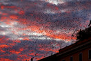 Rome’s starlings create a stunning spectacle.