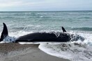 Κύπρος: Νεκρές φάλαινες ξεβράστηκαν στις ακτές- Πιθανή σύνδεση με τους σεισμούς σε Τουρκία και Συρία