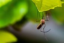 Αυστράλια: Υγειονομικός συναγερμός για σπάνια ασθένεια που μεταδίδουν τα κουνούπια