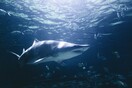 Νεκρός άνδρας από επίθεση καρχαρία σε διάσημη παραλία της Νέας Καληδονίας