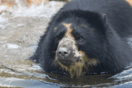 Αρκούδα