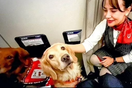 Σκύλοι διάσωσης: Ταξίδεψαν πρώτη θέση επιστρέφοντας από τον σεισμό στην Τουρκία 