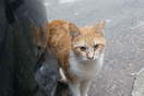 Εθελοντές φιλόζωοι έσωσαν γάτα σε πολυκατοικία-Έκαναν τρύπα με κρουστικό μηχάνημα