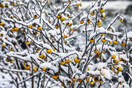 Χιόνισε στον Χορτιάτη, στα ορεινά Χαλκιδικής και Τρικάλων και σε Κοζάνη και Φλώρινα