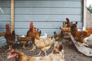 Η φτώχεια «φέρνει» πόδια κοτόπουλων στο τραπέζι των Αιγυπτίων