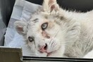 Πανελλήνια Φιλοζωική Ομοσπονδία για το λευκό τιγράκι: «Να μη μετατραπεί σε αντικείμενο πειραματισμών»