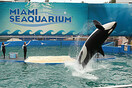 Captive orca Lolita set for release into ‘home waters’ after 50 years at Miami Seaquarium