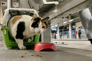 Αναζητώντας τη γάτα- Χάτσικο του Ηρακλείου, που 8 χρόνια μένει στον σταθμό