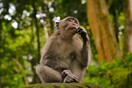 Έρευνα: Oι πίθηκοι στάθηκαν όρθιοι για να πιάσουν φύλλα και όχι φρούτα