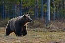 Σε αιχμαλωσία η αρκούδα που σκότωσε δρομέα- Αναμένεται απόφαση για τη θανάτωσή της