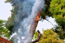 Μαρούσι: Έπεσε κεραυνός και άρπαξε φωτιά δέντρο κοντά σε καφετέρια