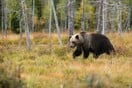 Ιταλία: Αιχμαλώτισαν και δεύτερη αρκούδα που τραυμάτισε πεζοπόρο