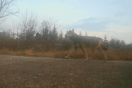 Σέρρες: Λύκος κυκλοφορεί δίπλα σε νηπιαγωγείο- Σκότωσε πίτμπουλ