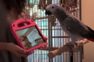 Παπαγάλοι έμαθαν να κάνουν βιντεοκλήσεις με άλλα πουλιά - Μελέτη για την κοινωνικοποίησή τους