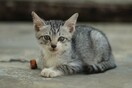 Ύδρα: Πρόστιμο 15 χιλ. € στον 55χρονο που πέταξε γάτα από ταράτσα 
