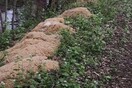 ΗΠΑ: Το μυστήριο με τα εκατοντάδες κιλά μακαρόνια που πετάχτηκαν σε δάσος ίσως λύθηκε
