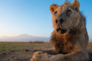 Σκοτώθηκε ο Loonkiito, ένα από τα γηραιότερα λιοντάρια στον κόσμο