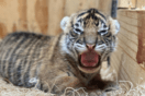 Η στιγμή που γεννιούνται δύο τίγρεις της Σουμάτρας- Είδος που απειλείται με εξαφάνιση