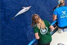 Ινστιτούτο Αρχιπέλαγος: Ακόμη δύο νεκρά ζωνοδέλφινα εντοπίστηκαν στο Αιγαίο