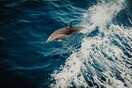 Τι γίνεται με τα νεκρά δελφίνια στο Αιγαίο; - «Αφορά συγκεκριμένα σκάφη, συγκεκριμένους ανθρώπους»