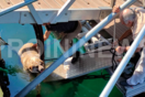 Καβάλα: Περαστικός κλώτσησε αδέσποτο σκύλο και τον πέταξε στο λιμάνι