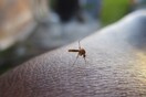 Επιστήμονες ανέπτυξαν «σούπερ αντικουνουπικό» που διώχνει το 99% των κουνουπιών