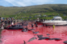 Πάνω από 500 νεκρά δελφίνια στην «παραδοσιακή» σφαγή στα νησιά Φερόες