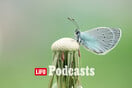 ΔΕΥΤΕΡΑ 19/06-«Πώς κόλλησα με την μαγεία του μικρόκοσμου»: Φωτογραφίζοντας πεταλούδες, αράχνες και μανιτάρια