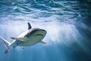 Συνεργείο του Netflix δέχτηκε επίθεση από καρχαρίες 
