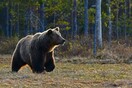 Αναπάντεχες «συναντήσεις» με αρκούδα - Τι να κάνετε